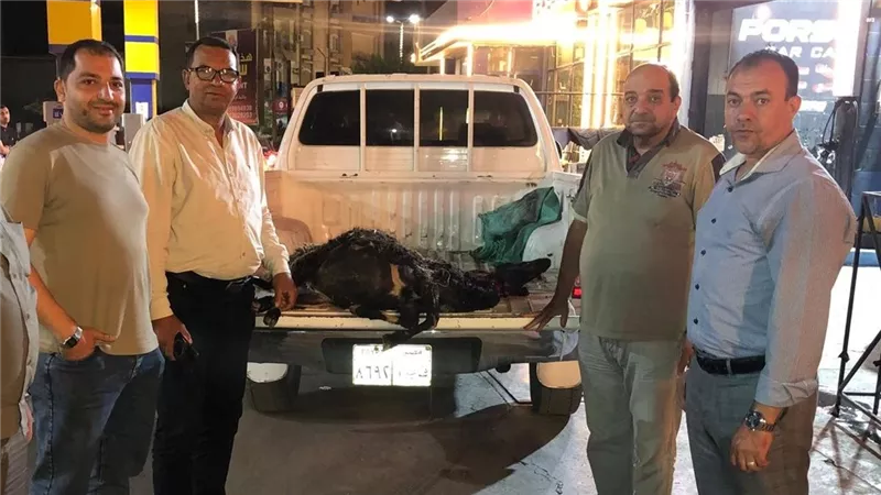 ضبط 7500 لتر سولار مهربة وخروف مسمم غير صالح للاستهلاك في الفيوم