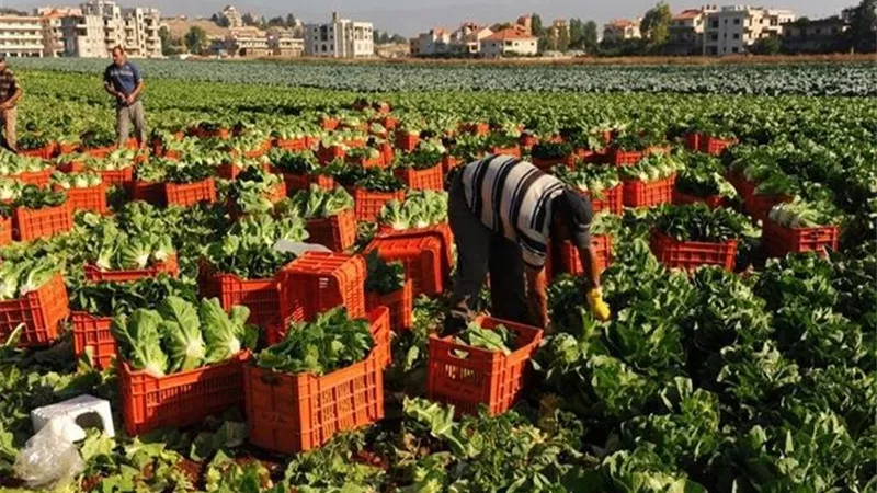 من الحقول إلى الأسواق العالمية.. طفرة زراعية تعزز الأمن الغذائي وترفع صادرات مصر