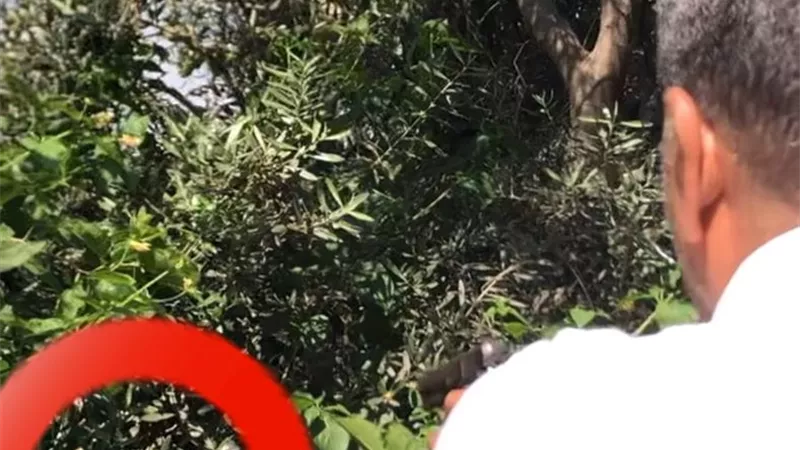بعد الشرقية.. أفعى ضخمة تثير الرعب في الإسماعيلية.. وخبراء: موجة الحر السبب