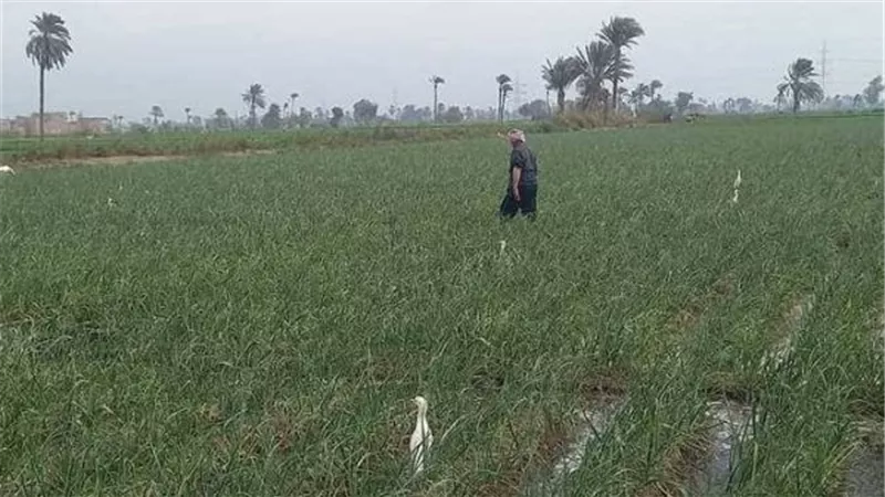 انفراجة للمزارعين.. توافق بين البرلمان والحكومة بشأن إيجارات أراضي الأوقاف