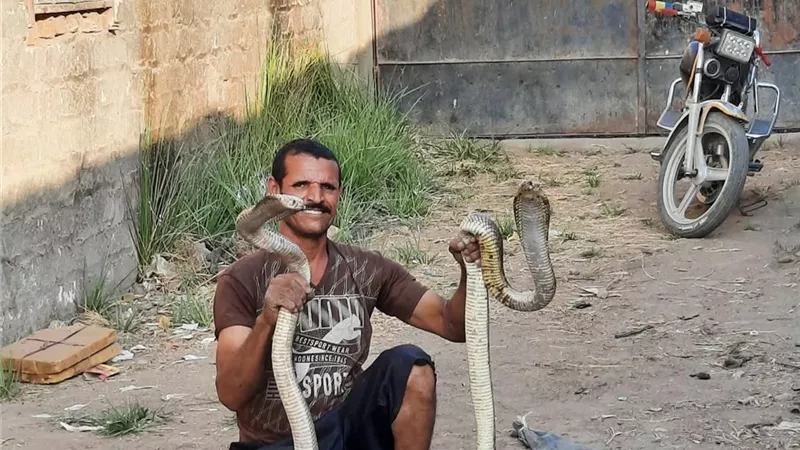 ظهور كوبرا عملاقة بطريق سنهور القبلية في الفيوم والأهالي يسيطرون عليها