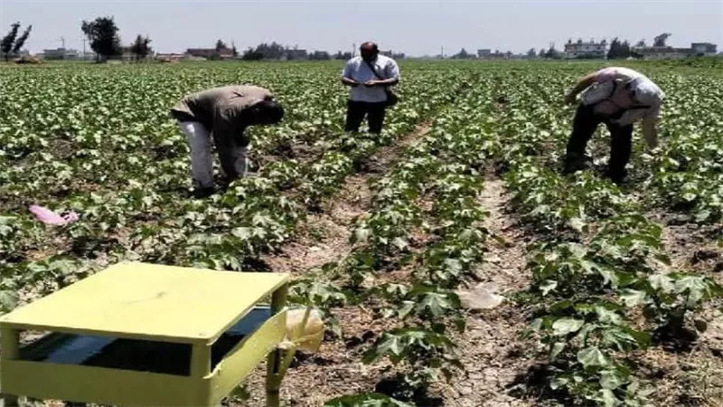 استنفار زراعي في الدلنجات لمكافحة دودة الحشد والآفات وحماية محاصيل الصيف