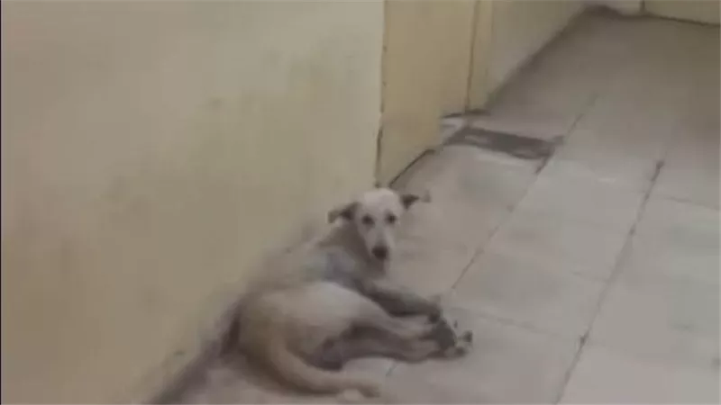 بالصور.. كلب داخل مستشفى جرجا المركزي يثير الجدل.. ومحافظ سوهاج يوجه بفحص الواقعة 