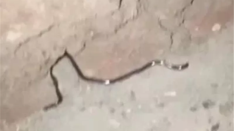 ظهور ثعبان كبير في قرية أبو ناعورة بالفيوم يثير الذعر بين الأهالي