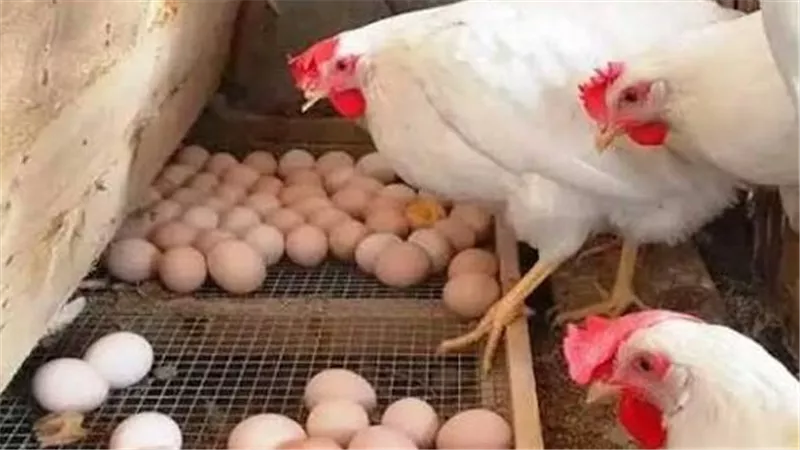 أسعار الفراخ البيضاء والبلدي والبيض اليوم الجمعة 17 يوليو