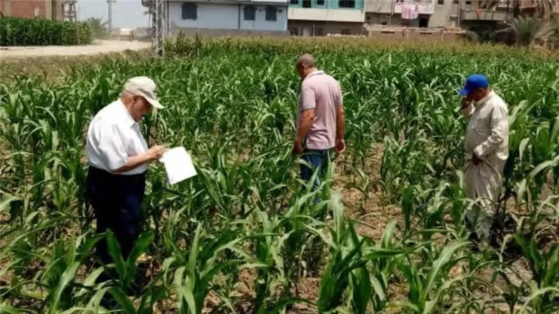 زراعة الشرقية تنظم يومًا حقليًا للأرز بأبو كبير وكفر صقر لتعزيز الإنتاجية 