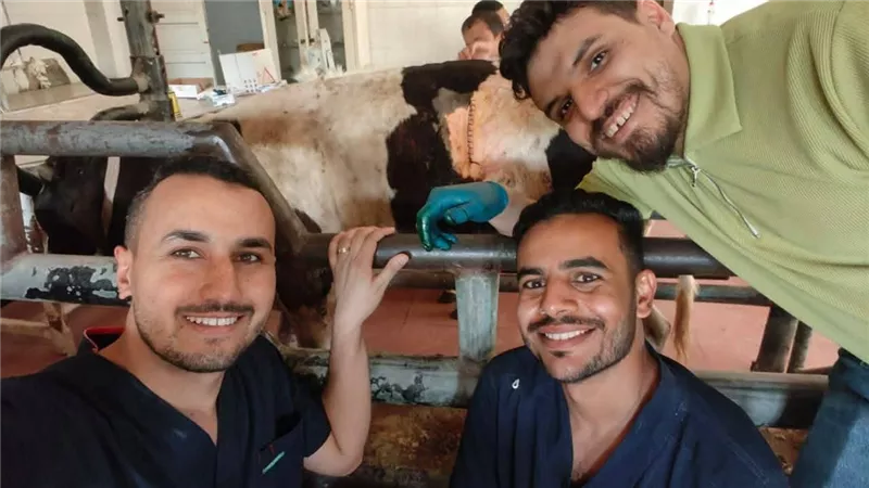 جامعة بني سويف تنقذ عجلًا بجراحة دقيقة بعد تشخيص مفاجئ| صور