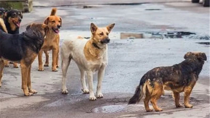 حتى مليون جنيه غرامة.. ماذا ينتظر مخالفي قانون تنظيم حيازة الحيوانات الخطرة؟