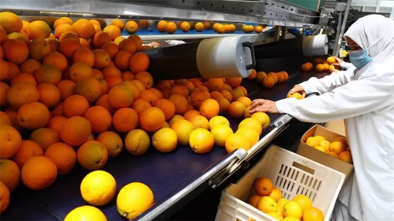 وصلت لـ2.13 مليون دولار.. صادرات الموالح المصرية إلى اليابان تحقق قفزة تاريخية