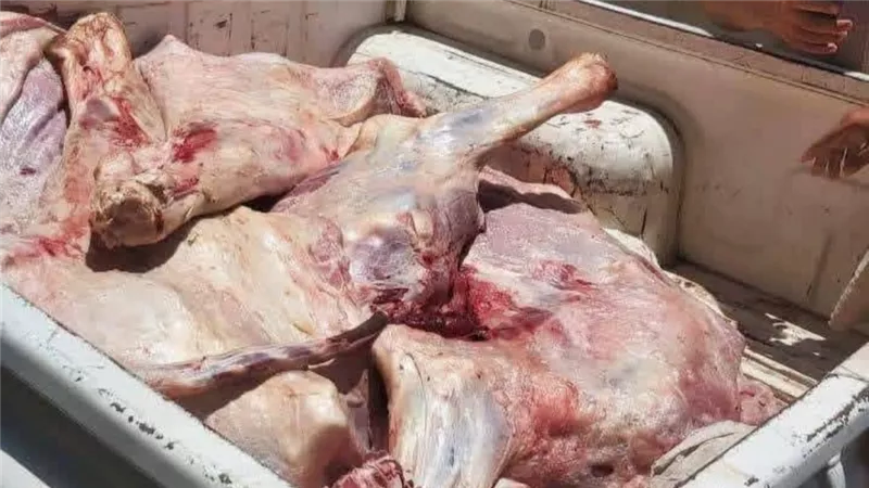 ضبط 200 كيلو لحوم غير صالحة للاستهلاك الآدمي وتحرير 205 مخالفات بالمنيا