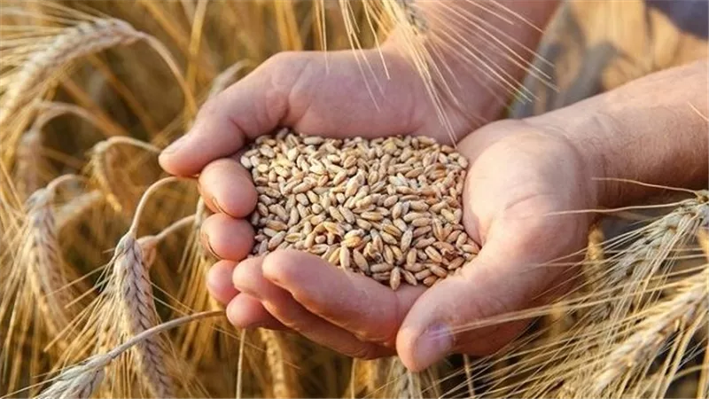 أطول سلسلة مكاسب في شهرين.. قفزة جديدة في أسعار القمح لهذه الأسباب