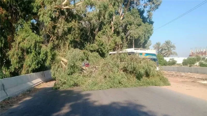 أجهزة الإسماعيلية ترفع شجرة سقطت على طريق 