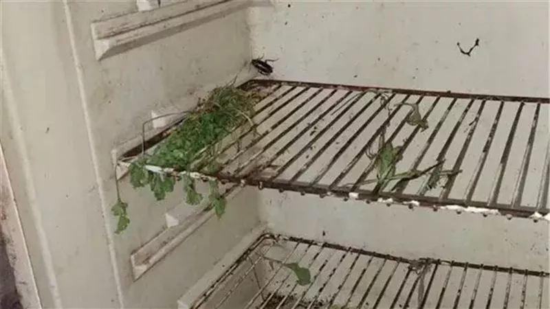 عثروا على صراصير داخل الثلاجة.. غلق مطعم خلال حملة تفتيشية في قنا