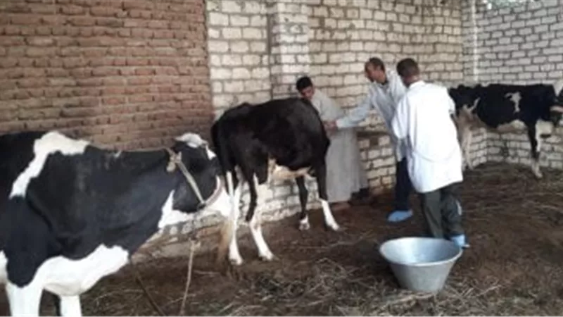 اليوم.. المنيا تبدأ حملة قومية لتحصين الماشية ضد الحمى القلاعية والوادي المتصدع