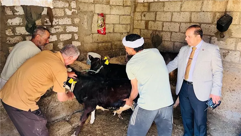 انطلاق الحملة القومية الثانية للتحصين ضد مرض الحمى القلاعية والوادي المتصدع بالدقهلية