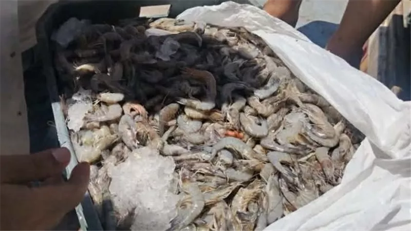 ضبط طن جمبري فاسد وغير صالح للاستهلاك الادمي في الفيوم