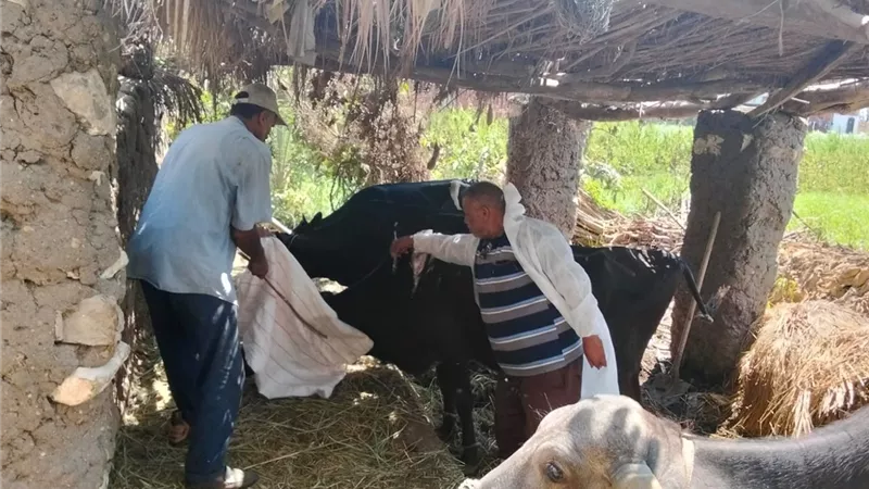 انطلاق الحملة القومية للتحصين ضد الحمى القلاعية بالإسماعيلية