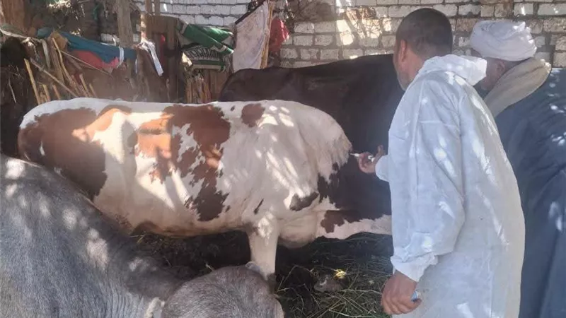 تحصين 41 ألفًا و979 رأس ماشية بالمنيا ضد الحمى القلاعية