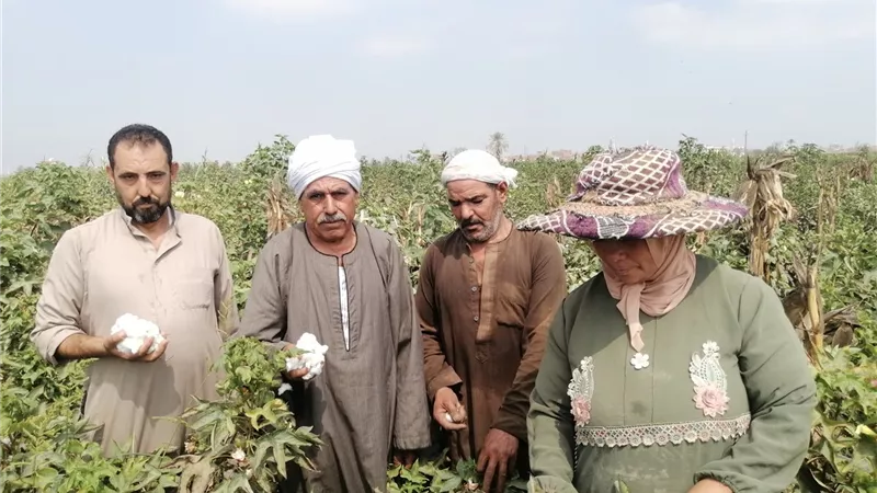 تزامنًا مع عيد الفلاح.. فرحة المزارعين بحصاد محصول القطن بالشرقية