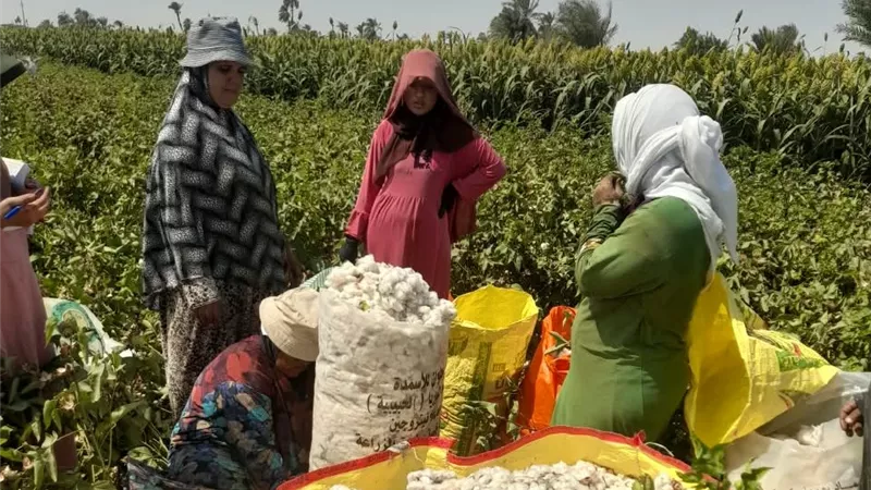 محافظ الفيوم يتابع جهود الزراعة للتوسع في المحاصيل الاستراتيجية وحماية الرقعة الزراعية