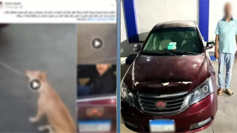 ضبط سائق سيارة سحل كلبًا في أحد شوارع الإسكندرية.. والداخلية تكشف التفاصيل